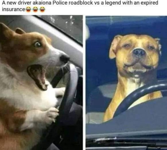 A new driver akaiona police roadblock vs a legend with an expired insurance