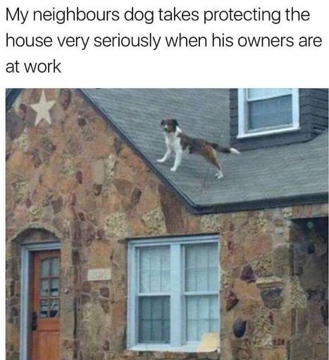 My neighbours dog takes protecting the house very seriously when his owners are