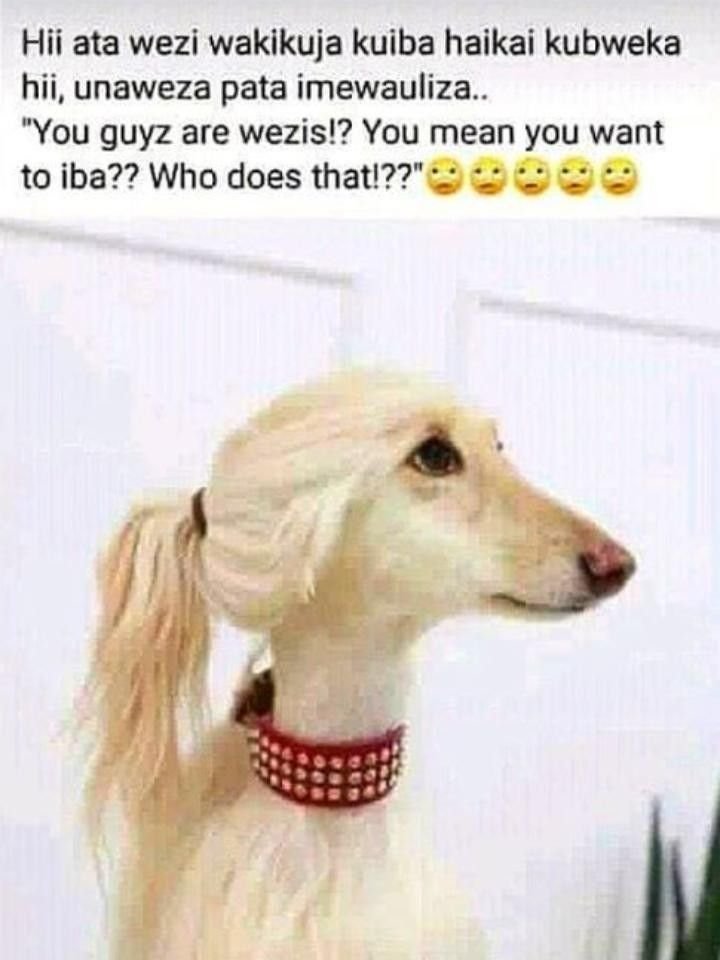 Hii ata wezi wakikuja kuiba haikai kubweka hii, unaweza pata imewauliza. you guy