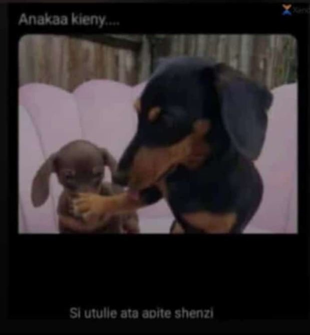 Anakaa hieny stululle ata oone shenz