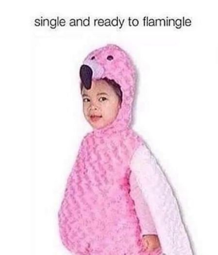 Single and ready to flamingle
