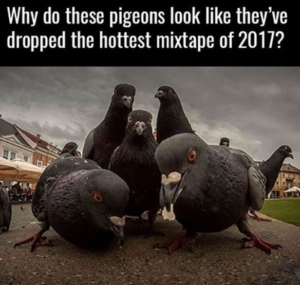 Why do these pigeons iook like they' ve dropped the hottest mixtape of ?