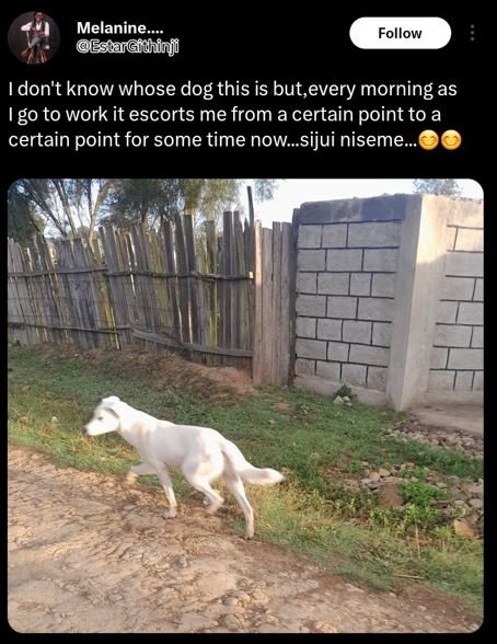 Melanine estarigthinfi follow don't know whose dog this is but,every morning as