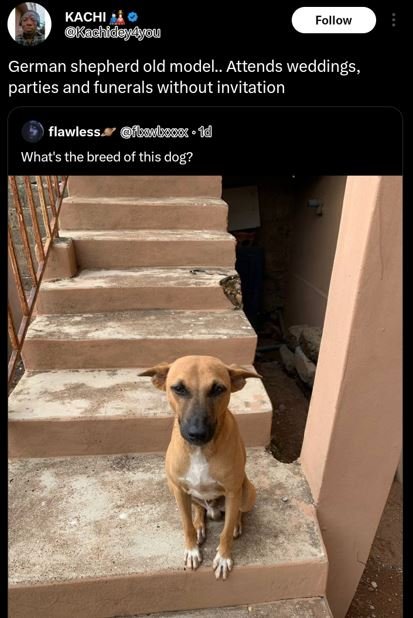 Kachi kachidayayou follow german shepherd old model_. attends weddings, parties