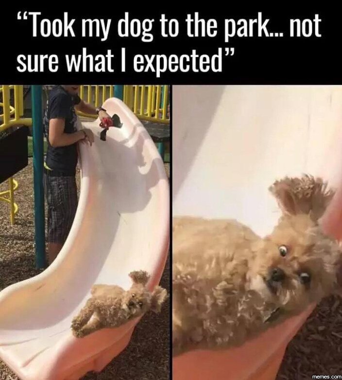 Took my dog to the park_ 300 not sure what expected' j1 meme