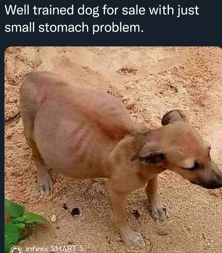 Well trained dog for sale with just small stomach problem. Infinix SMART3
