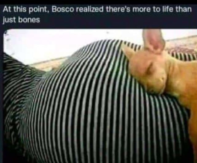 At this polnt, bosco reallzed there's more to ilfe than just bones