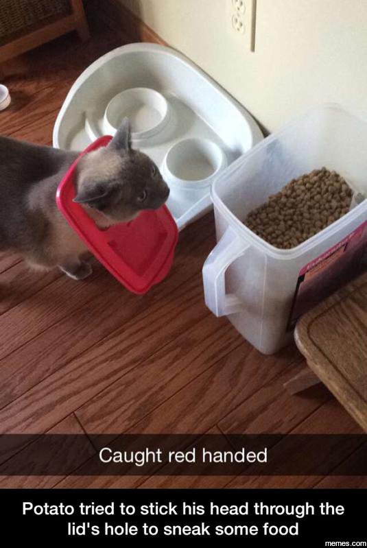 Caught red handed potato tried to stick his head through the lid's hole to sneak