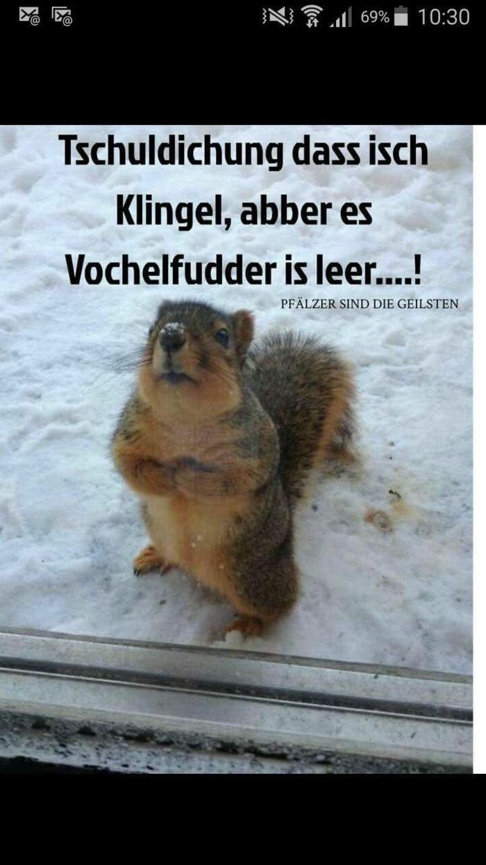 69 10.30 tschuldichung dass isch klingel, abber es vochelfudder is leer.! pfälze