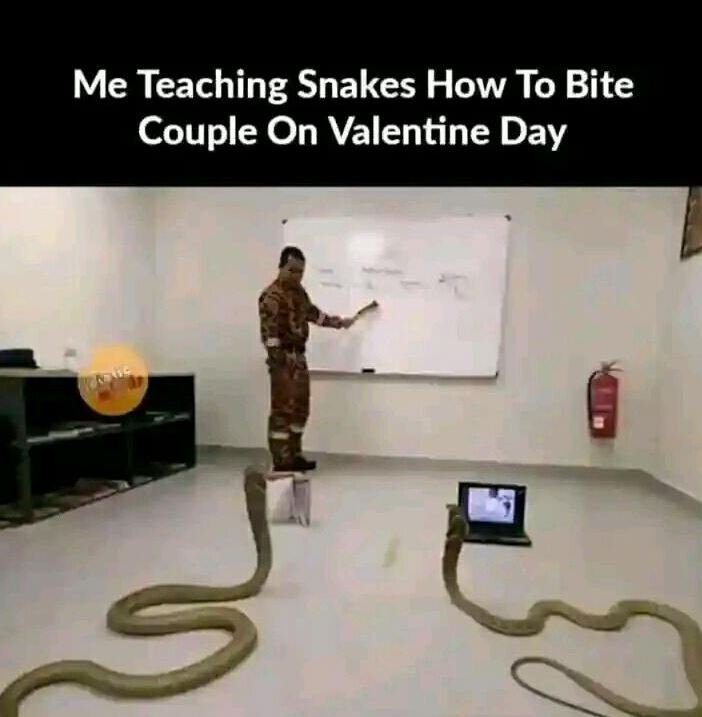 Me teaching snakes how to bite couple on valentine day 3