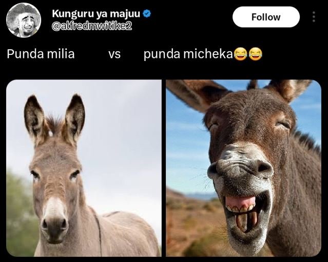 Kunguru ya majuu alileduwiuke2 follow punda milia vs punda micheka