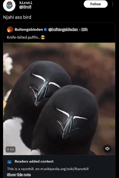 Kiruti kigua follow njahi ass bird buitengebieden bultengebieden 231 knifebilled