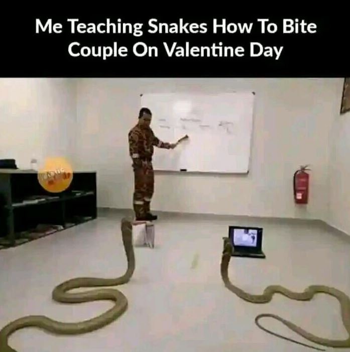 Me teaching snakes how to bite couple on valentine day 3