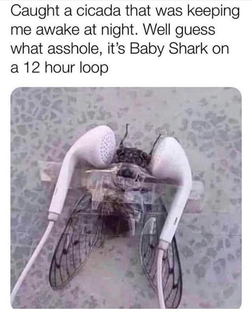 Caught a cicada that was keeping me awake at night. well guess what asshole it's