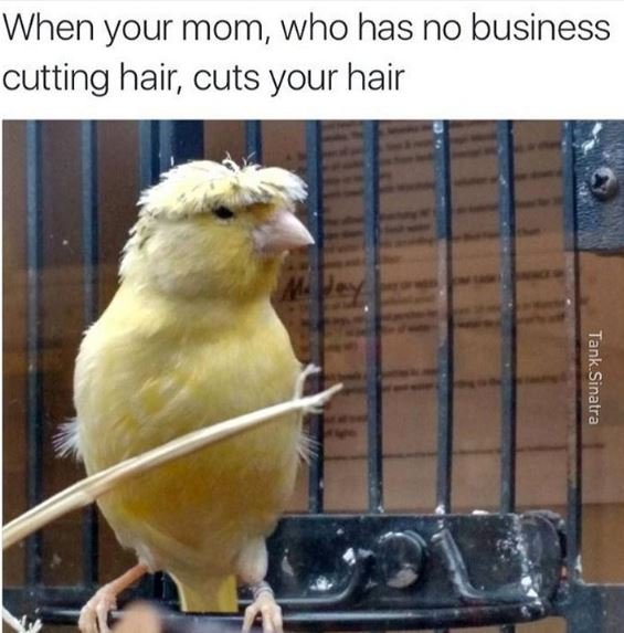When your mom who has no business cutting hair cuts your hair 9 9