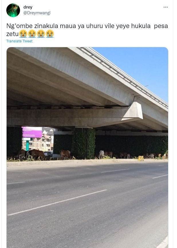 Drey dreymwangi ng'ombe zinakula maua ya uhuru vile yeye hukula pesa zetu ífàfè