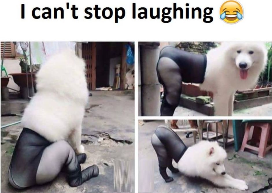 Ican't stop laughing