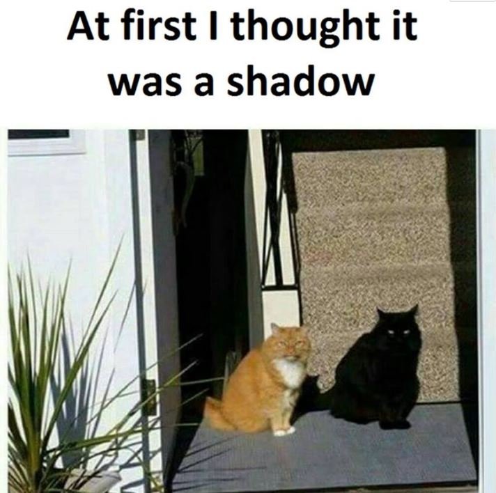 At first thought it was a shadow
