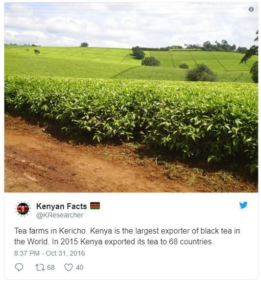 Kenyan facts kresearcher tea farms in kericho . kenya is the largest exporter of