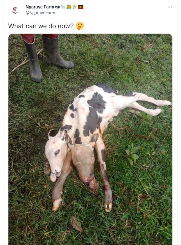 Ngaruye farm?? ngaruyefarm what can we do now?