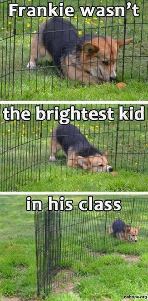 Frankie wasn?t the brightest kid in his class nohope or9