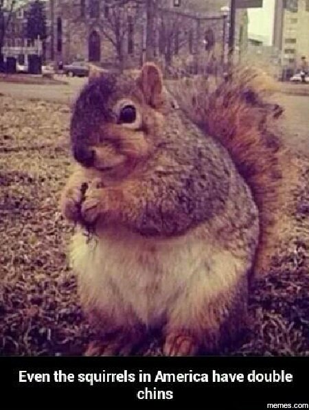 Even the squirrels in america have double chins meme com