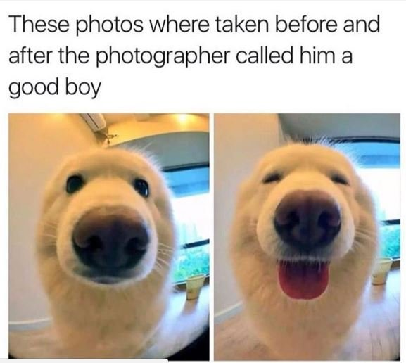 These photos where taken before and after the photographer called him a good boy