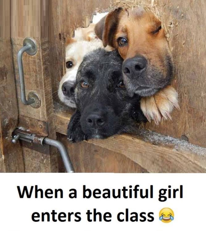 When a beautiful girl enters the class
