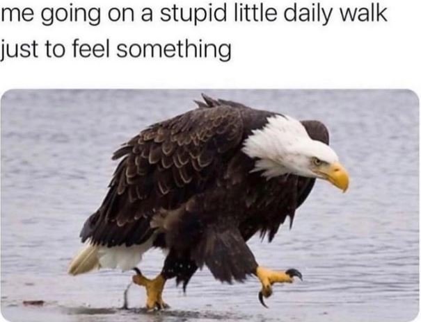 Me going on a stupid little daily walk just to feel something
