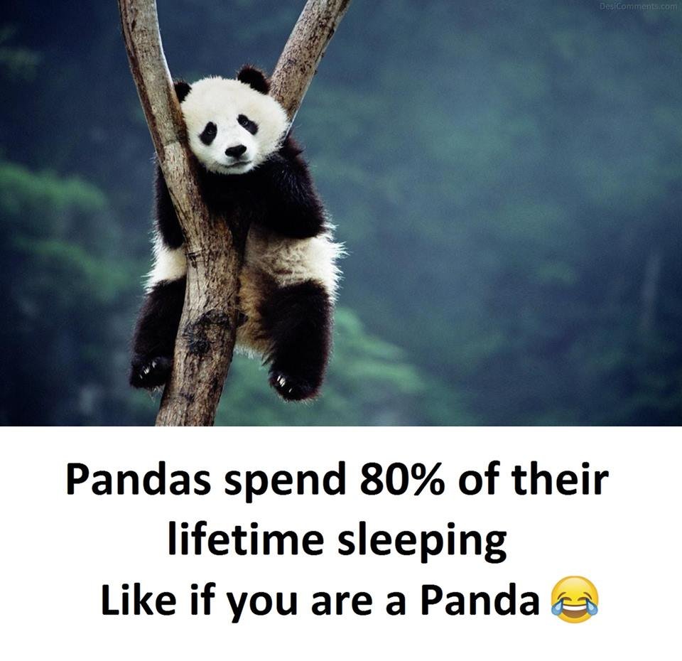Esicommentacon pandas spend 80 of their lifetime sleeping like if you are a pand