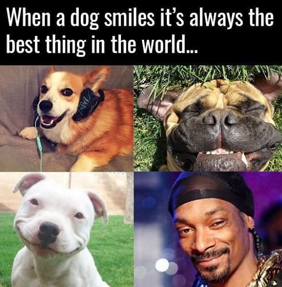 When a dog smiles its always the best thing in the world.