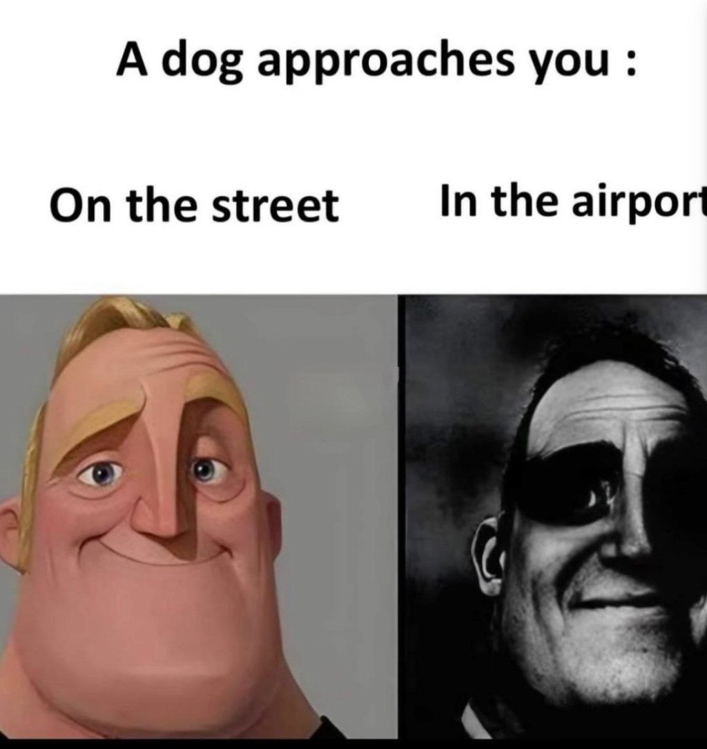 A dog approaches you on the street in the airporu