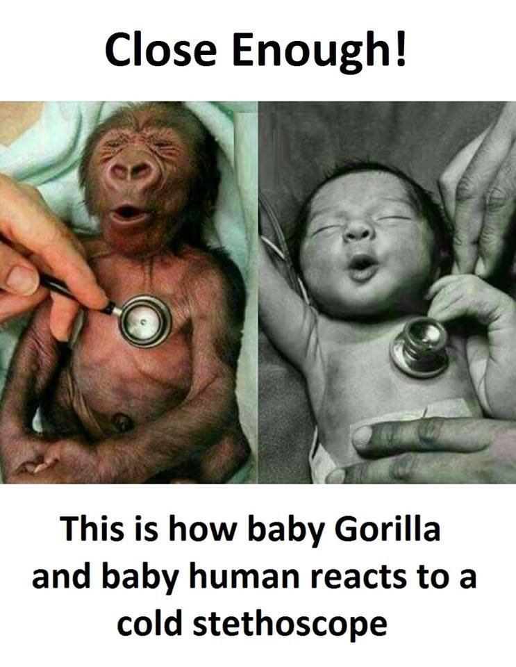 Close enough! this is how baby gorilla and baby human reacts to a cold stethosco
