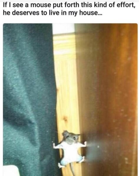 If i see a mouse put forth this kind of effort, he deserves to live in my house_
