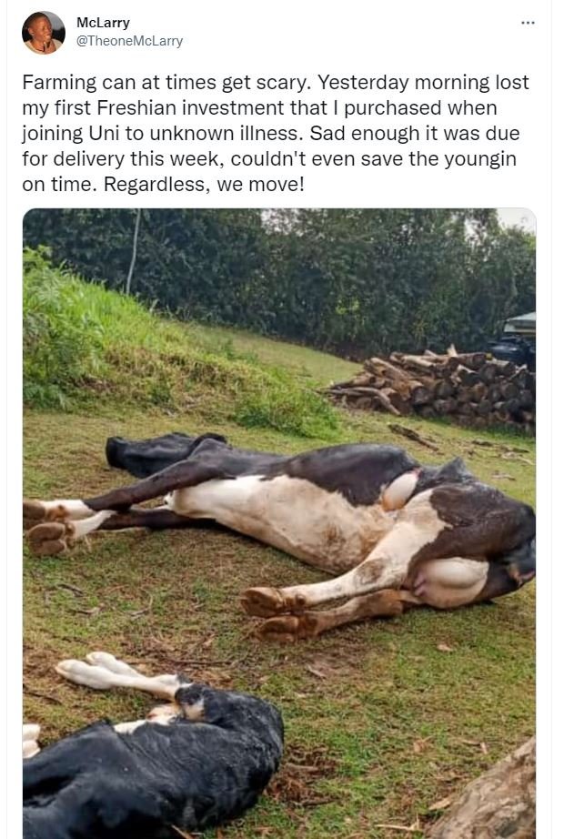 Mclarry theonemclarry farming can at times get scary. yesterday morning lost my