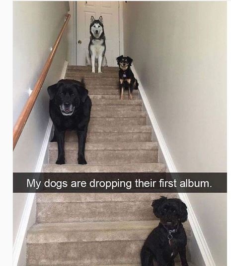 My dogs are dropping their first album