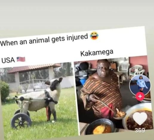 When an animal gets injured kakamega usa 369