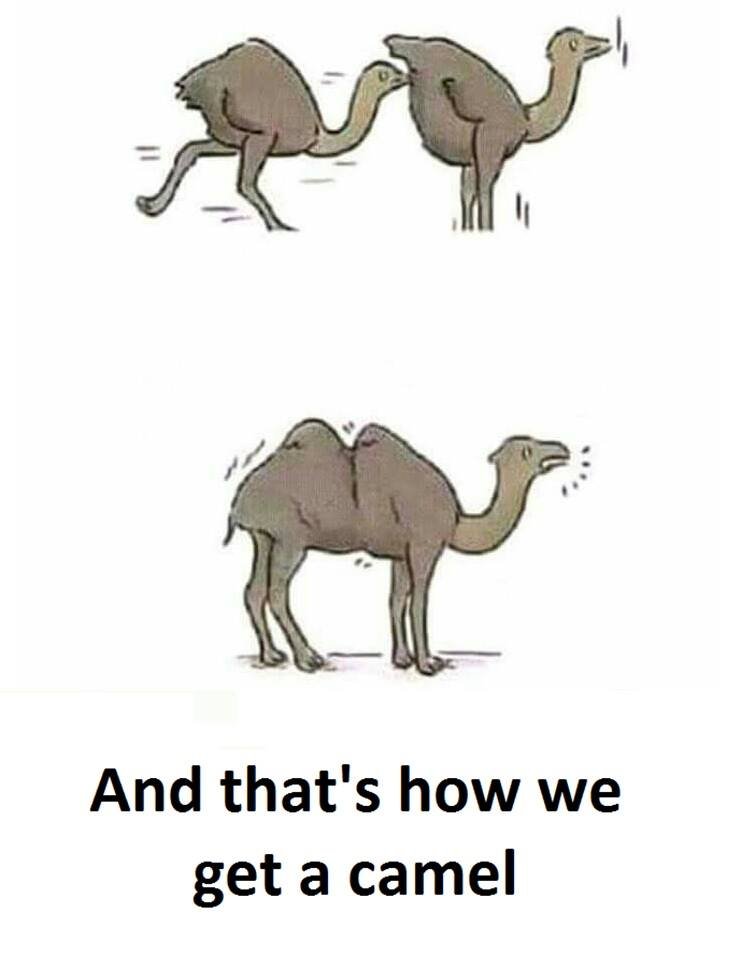 And that's how we get a camel