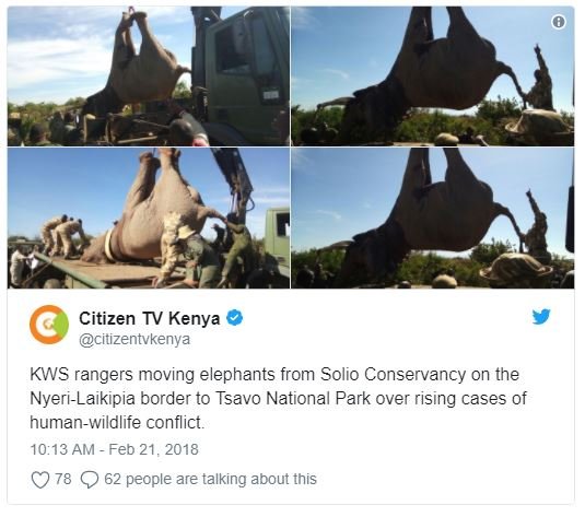 Citizen tv kenya citizentvkenya kws rangers moving elephants from solio conserva