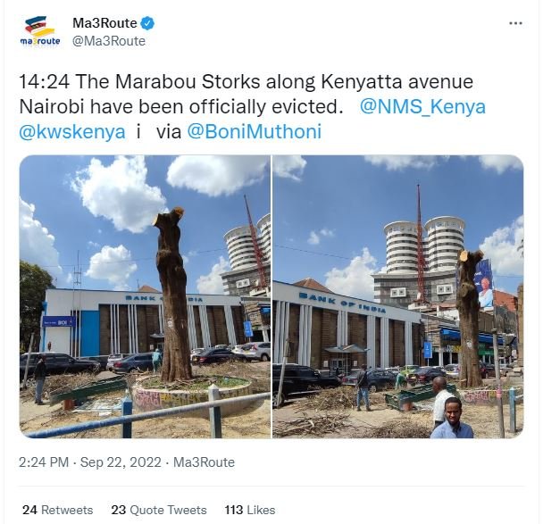 Ma3route route ma3route 14.24 the marabou storks along kenyatta avenue nairobi h