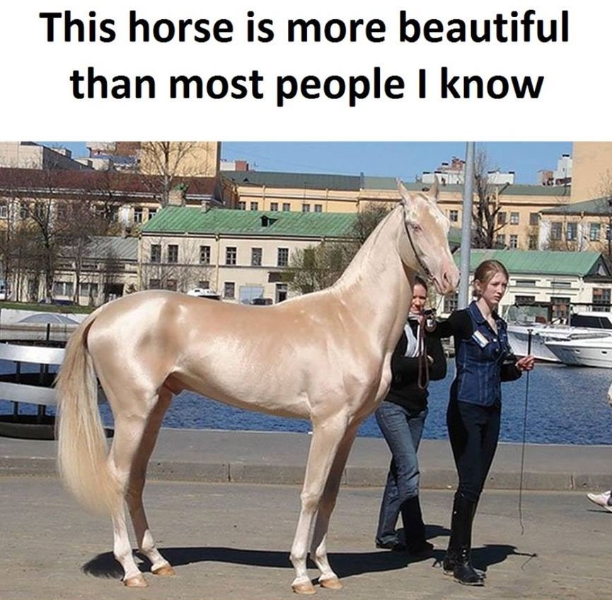 This horse is more beautiful than most people i know