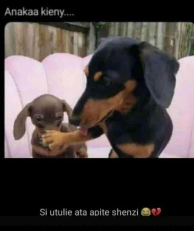 Anakaa kieny si utulie ata apite shenzi