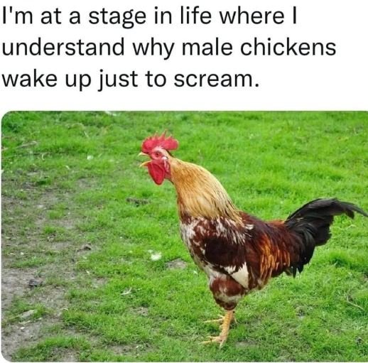I'mat a stage in life where understand why male chickens wake up just to scream.