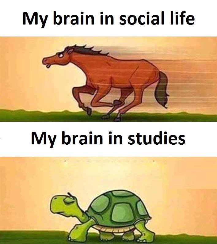 My brain in social life my brain in studies