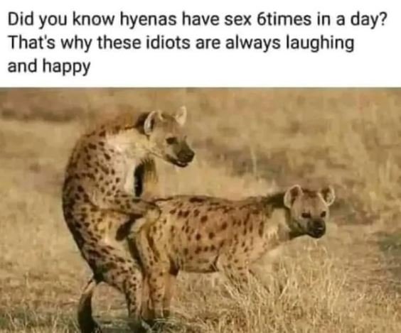 Did you know hyenas have sex 6times in a day? thats why these idiots are always