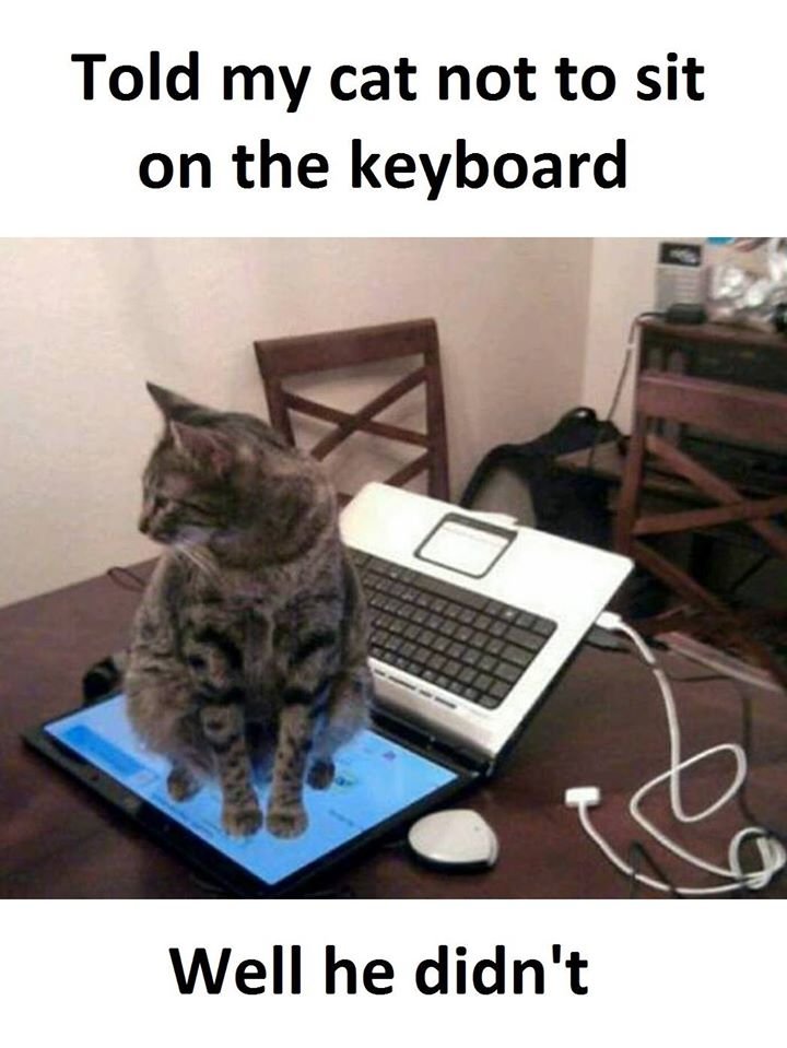 Told my cat not to sit on the keyboard well he didn't