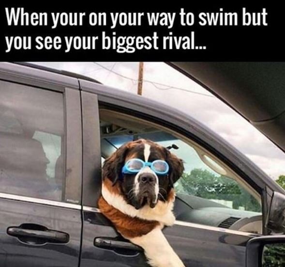 When your on your way to swim but you seeyour biggest rival. 70e
