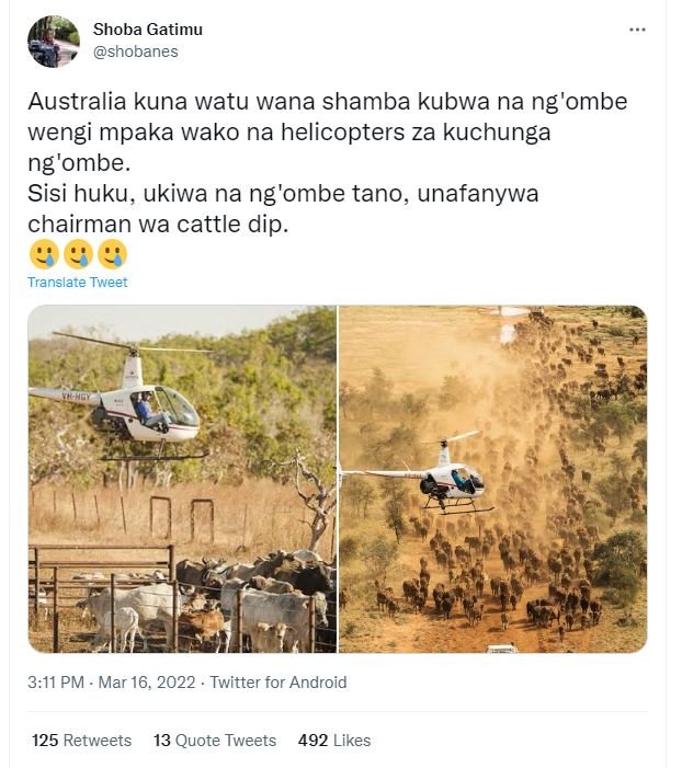 Shoba gatimu shobanes australia kuna watu wana shamba kubwa na ng 'ombe wengi mp