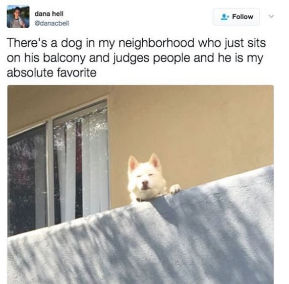 Dana hcll gdanacbell follow there's a dog in my neighborhood who just sits on hi
