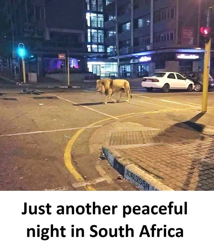 Jorissen just another peaceful night in south africa